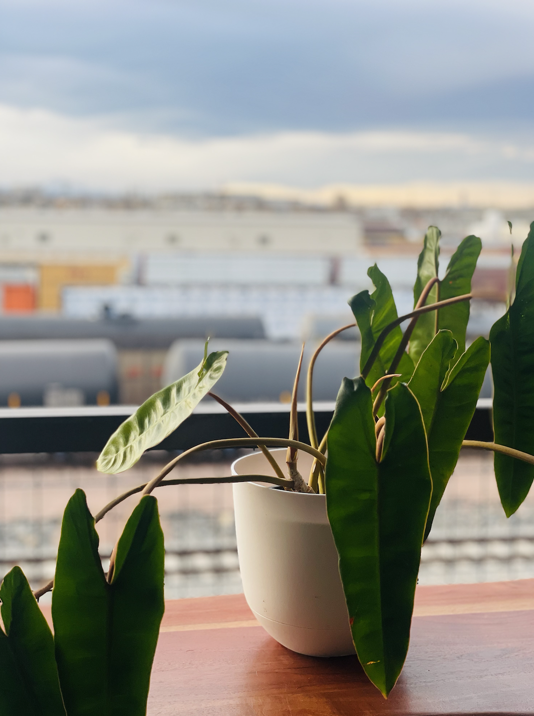 Philodendron Billietiae