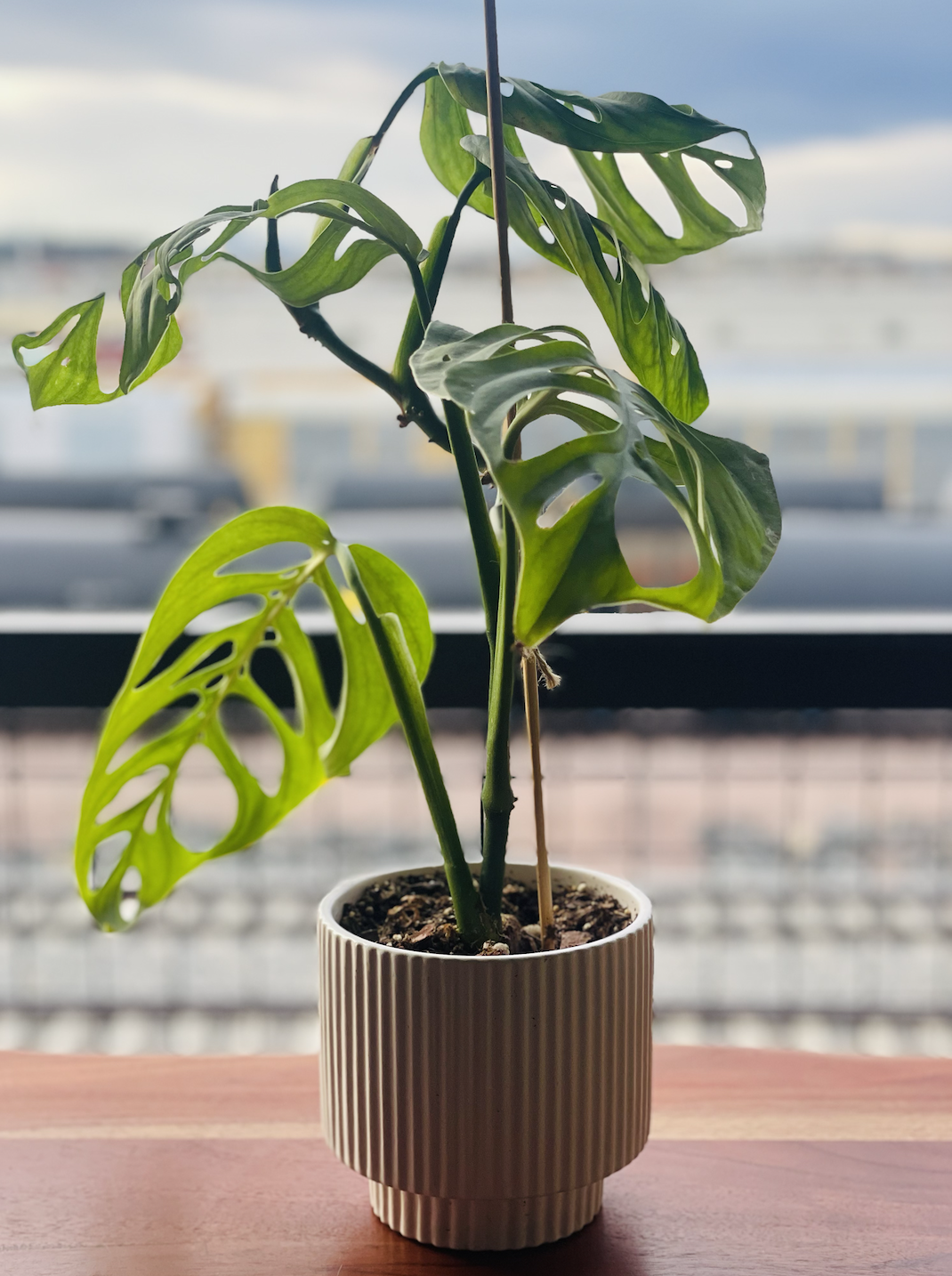 Monstera Esqueleto