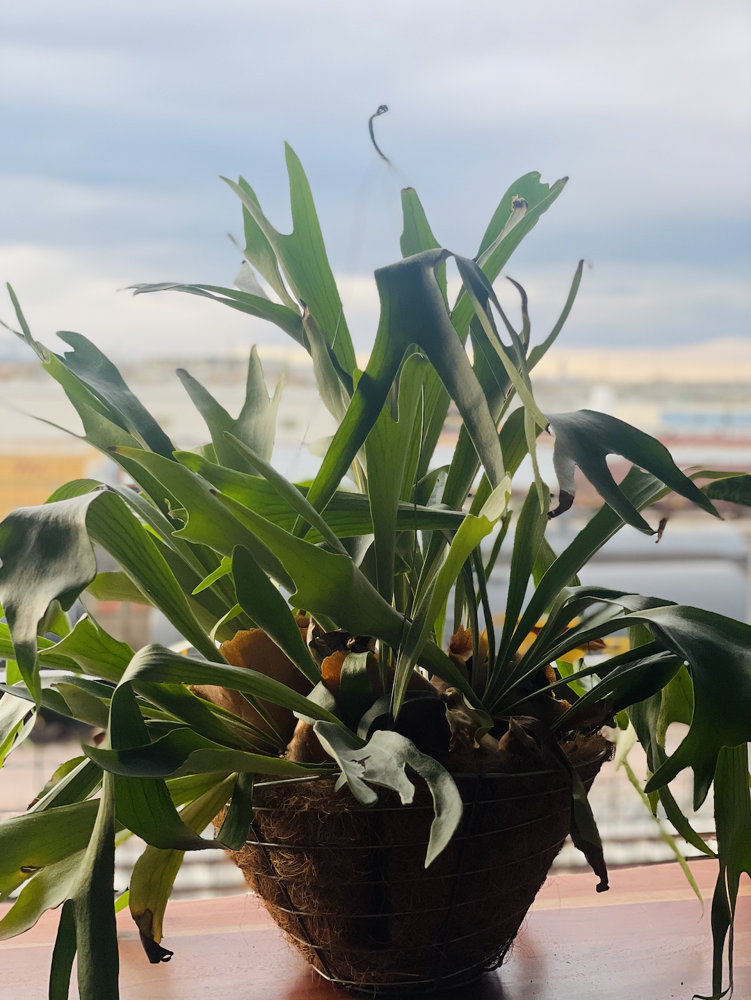  Staghorn Fern