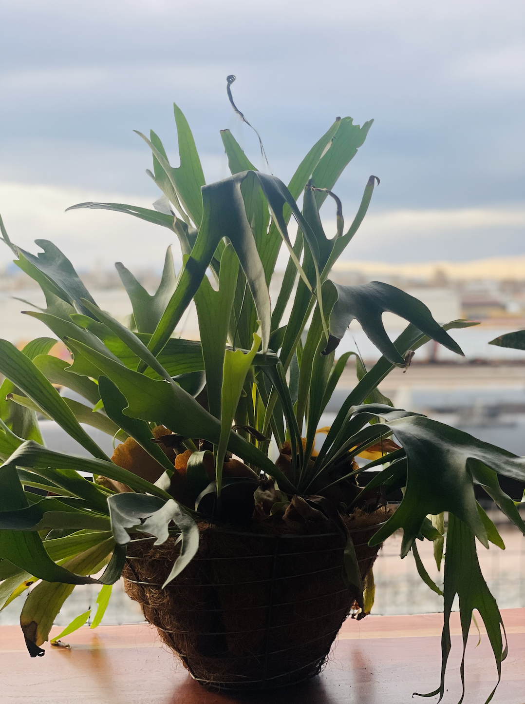 Staghorn Fern